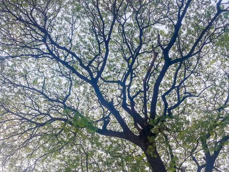 Low Angle View Of Trees Against Skyの写真素材