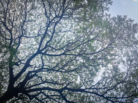 Low Angle View Of Trees Against Skyの写真素材