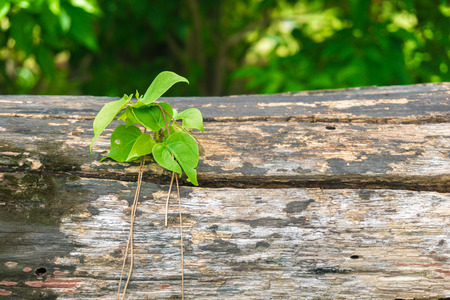 Close up of old wood texture backgroundの写真素材