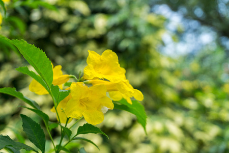 Close up of Golden Trumpet, Allamanda cathartica, willow-leaved climber blooming in the garden....