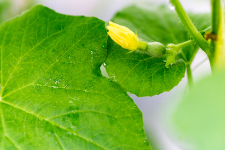 Close up baby melon with melon flower, popularの写真素材