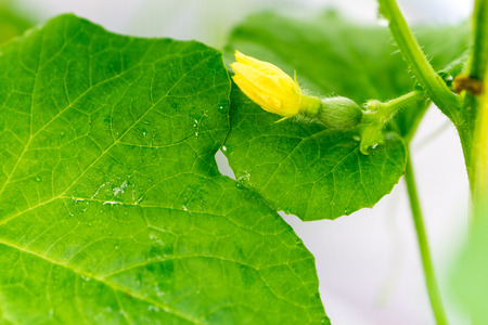 Close up baby melon with melon flower, popularの写真素材