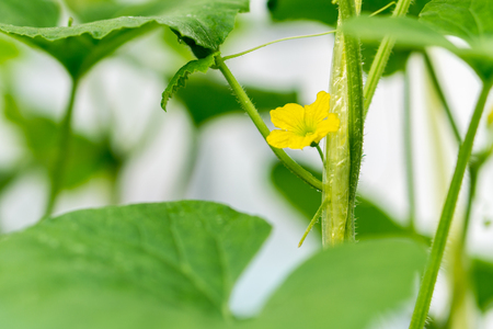 Flower of Organic agriculture, melon fruit is growing in the farm.の写真素材
