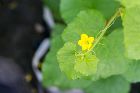Close up young bitter melon farm garden green with blurred backgroundの写真素材