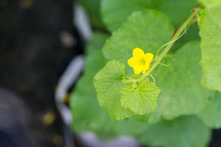 Close up young bitter melon farm garden green with blurred backgroundの写真素材