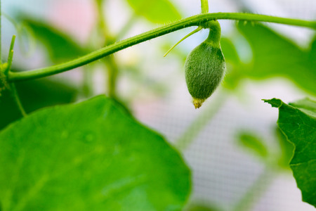 Close up young bitter melon farm garden green with blurred backgroundの写真素材