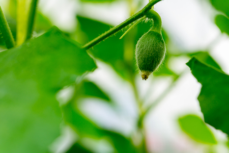 Close up young bitter melon farm garden green with blurred backgroundの写真素材
