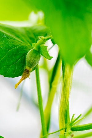 Close up young bitter melon farm garden green with blurred backgroundの写真素材