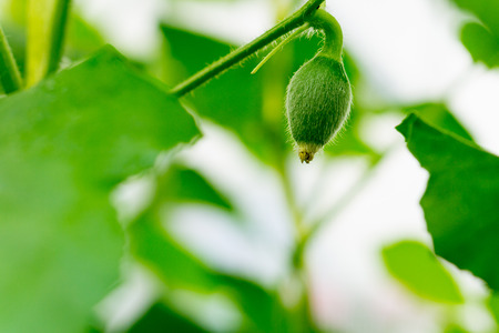 Close up young bitter melon farm garden green with blurred backgroundの写真素材