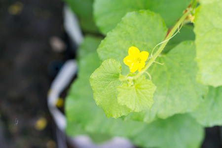 Close up young bitter melon farm garden green with blurred backgroundの写真素材