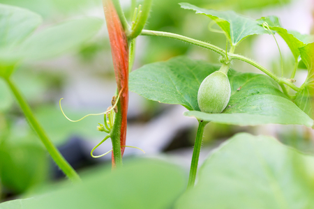 small Japan Melon (Honeydew Melon) in farmの写真素材