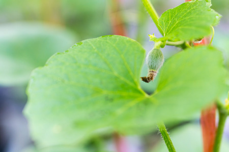 Insect macro shot on melon leaf; Ready to flyの写真素材