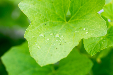 Insect macro shot on melon leaf; Ready to flyの写真素材