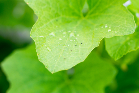 Insect macro shot on melon leaf; Ready to flyの写真素材