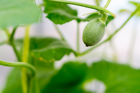 small Japan Melon (Honeydew Melon) in farmの写真素材
