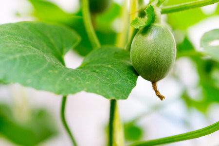 small Japan Melon (Honeydew Melon) in farmの写真素材
