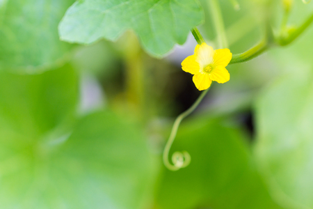 Flower of Organic agriculture, melon fruit is growing in the farm.の写真素材