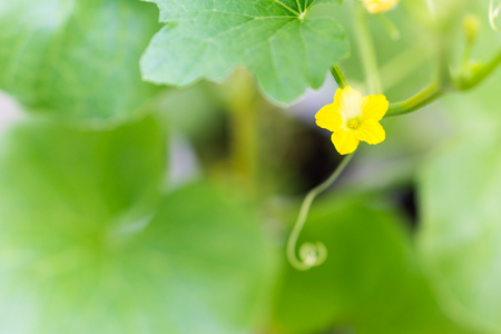 Flower of Organic agriculture, melon fruit is growing in the farm.の写真素材