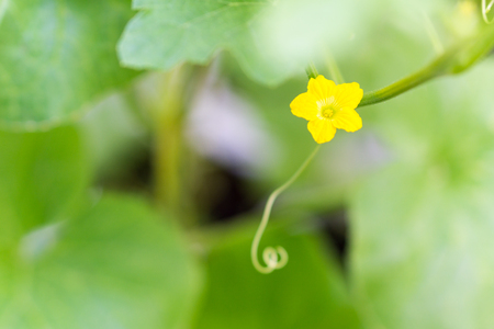 Flower of Organic agriculture, melon fruit is growing in the farm.の写真素材