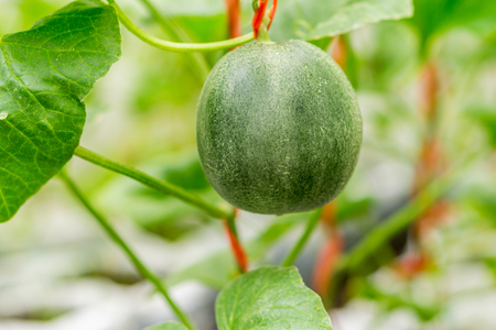 Cantaloupe melons growing in a greenhouse farmの写真素材