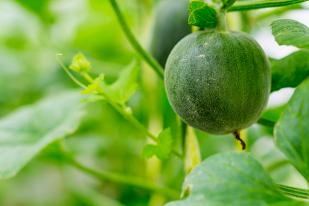 Cantaloupe melons growing in a greenhouse farmの写真素材