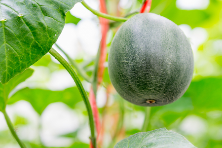 Cantaloupe melons growing in a greenhouse farmの写真素材