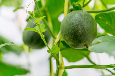 Cantaloupe melons growing in a greenhouse farmの写真素材