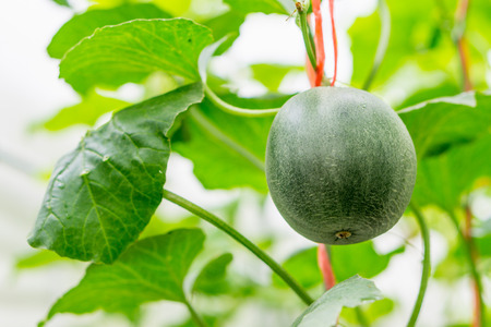Cantaloupe melons growing in a greenhouse farmの写真素材