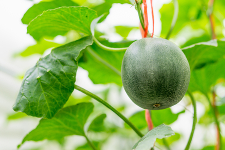 Cantaloupe melons growing in a greenhouse farmの写真素材