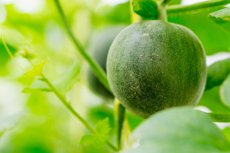 Cantaloupe melons growing in a greenhouse farmの写真素材