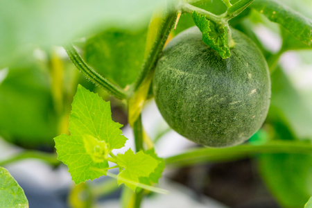 Cantaloupe melons growing in a greenhouse farmの写真素材