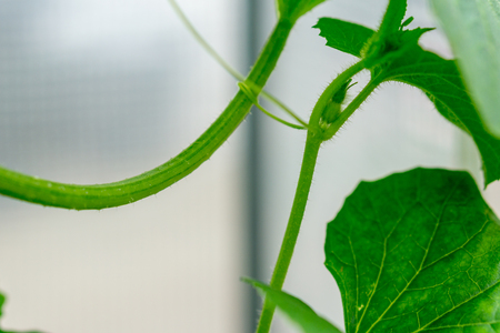 Flower of Organic agriculture, melon fruit is growing in the farm.の写真素材