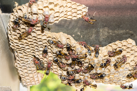 Wasp nest with wasps sitting on it. Wasps polist.の写真素材