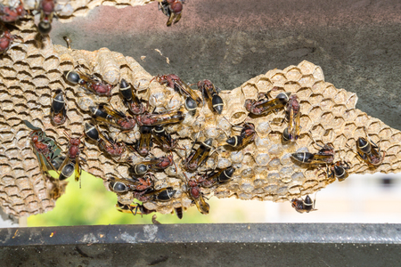 Wasp nest with wasps sitting on it. Wasps polist.の写真素材