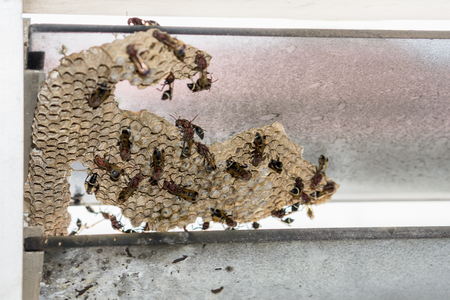Wasp nest with wasps sitting on it.の写真素材