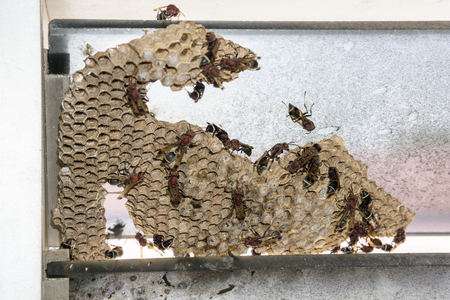 Wasp nest with wasps sitting on it.の写真素材