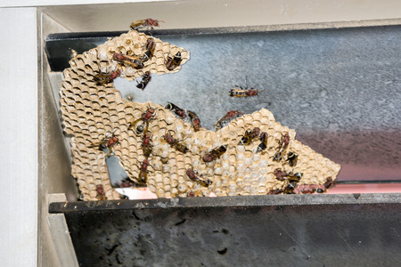 Wasp nest with wasps sitting on it.の写真素材
