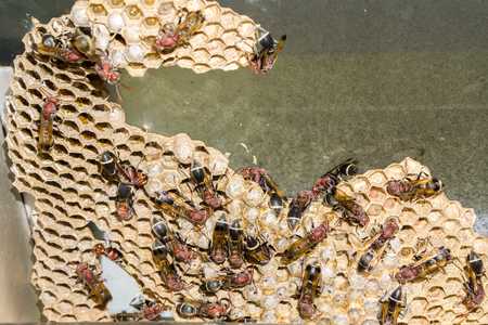 Wasp nest with wasps sitting on it. Wasps polist.の写真素材