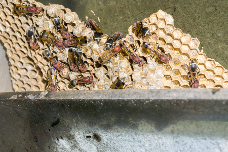 Wasp nest with wasps sitting on it. Wasps polist.の写真素材