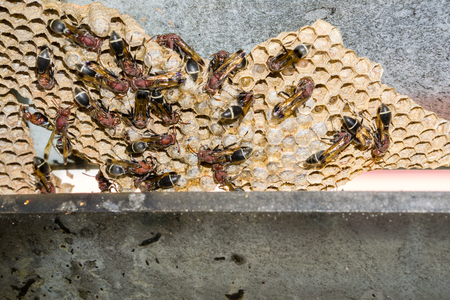 Wasp nest with wasps sitting on it. Wasps polist.の写真素材