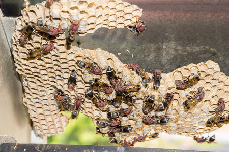 Wasp nest with wasps sitting on it. Wasps polist.の写真素材
