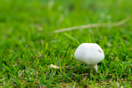 close up white mushroom with green grassの写真素材