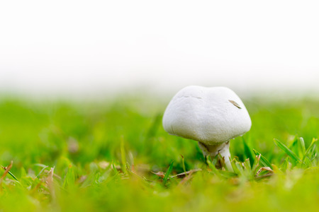 close up white mushroom with green grassの写真素材
