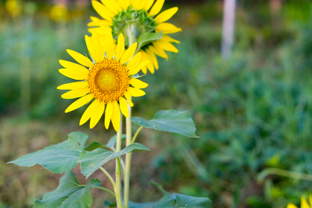 Bright yellow sunflowers sun flower close up in field gardenの写真素材