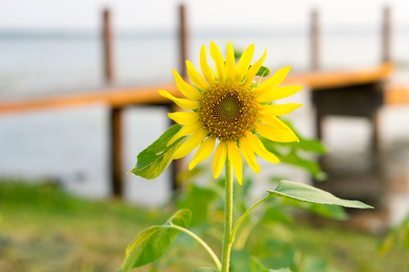 Bright yellow sunflowers sun flower close up in field gardenの写真素材