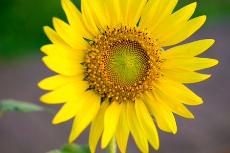 Bright yellow sunflowers sun flower close up in field gardenの写真素材