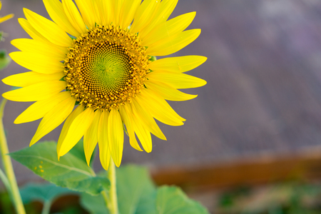 Bright yellow sunflowers sun flower close up in field gardenの写真素材