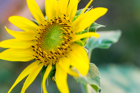 Bright yellow sunflowers sun flower close up in field gardenの写真素材