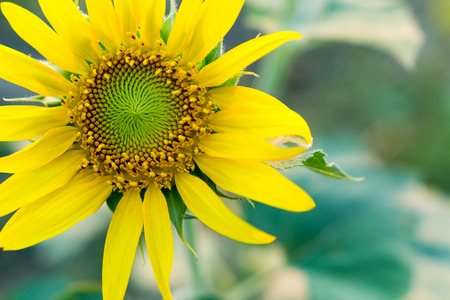 Bright yellow sunflowers sun flower close up in field gardenの写真素材