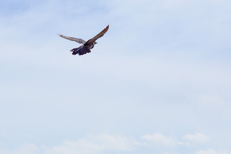 Seagull (white seabird) flying in the blue sky